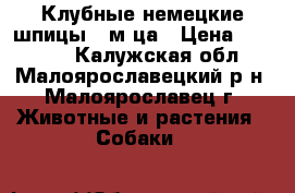 Клубные немецкие шпицы 2 м-ца › Цена ­ 20 000 - Калужская обл., Малоярославецкий р-н, Малоярославец г. Животные и растения » Собаки   